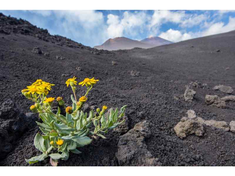 Mount Etna Tour: 6-hour Etna Guided Tour & Organic Products Sampling from Catania & Taormina