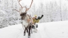 Rovaniemi Reindeer Farm: 2.5-hour Reindeer Farm Tour with Sledding Experience from Rovaniemi