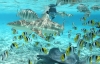 Bora Bora Snorkeling: 2.5-hour Bora Bora Shark & Snorkeling Experience