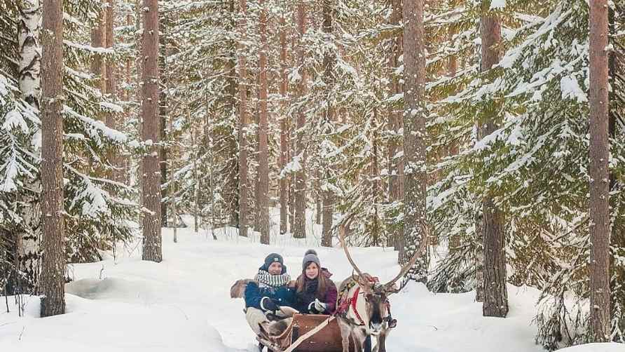 Rovaniemi Reindeer Farm: 2.5-hour Reindeer Farm Tour with Sledding Experience from Rovaniemi