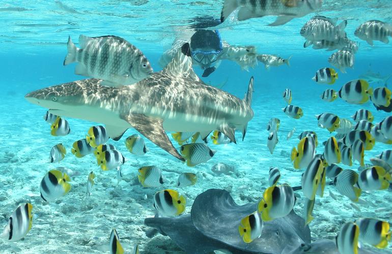 Bora Bora Snorkeling: 2.5-hour Bora Bora Shark & Snorkeling Experience