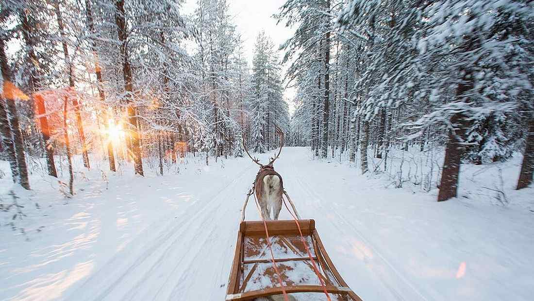 Rovaniemi Reindeer Safari: 3.5-hour Reindeer Safari in the Arctic