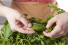 Cinque Terre Cooking Class: 60-Minute Pesto Cooking Class in Manarola, Cinque Terre