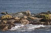 Inchcolm Island Boat Trip: 90-minute Inchcolm Island and Three Bridges Boat Trip