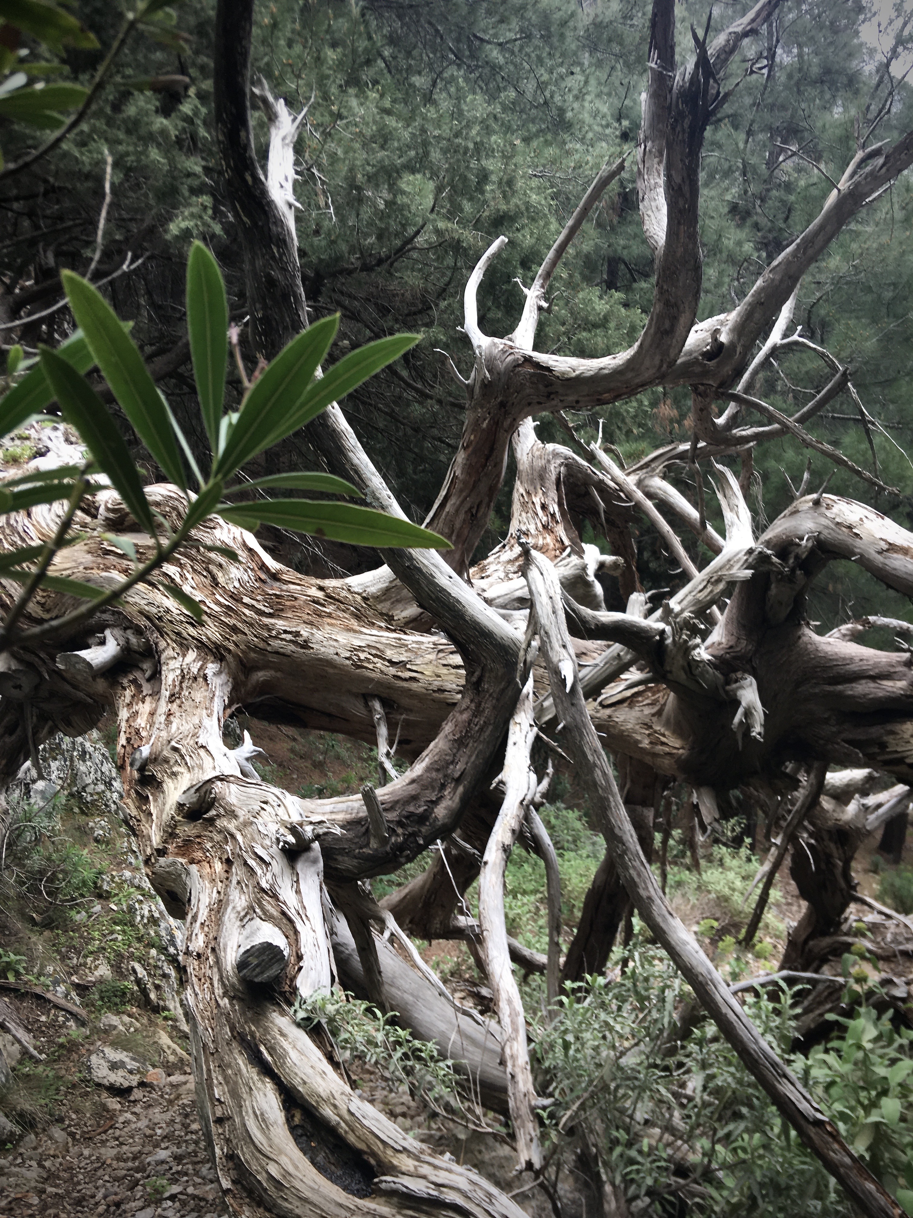 Fygou and Agia Irini Gorge Loop Hiking Day Tour