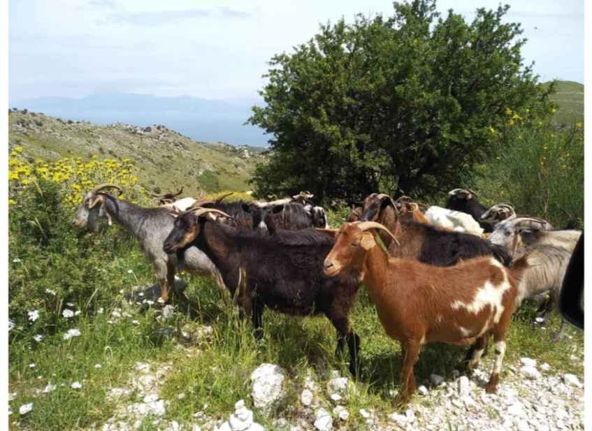 Chania Jeep Safari: Full day Jeep Safari Tour with Wine & Olive tasting from Chania