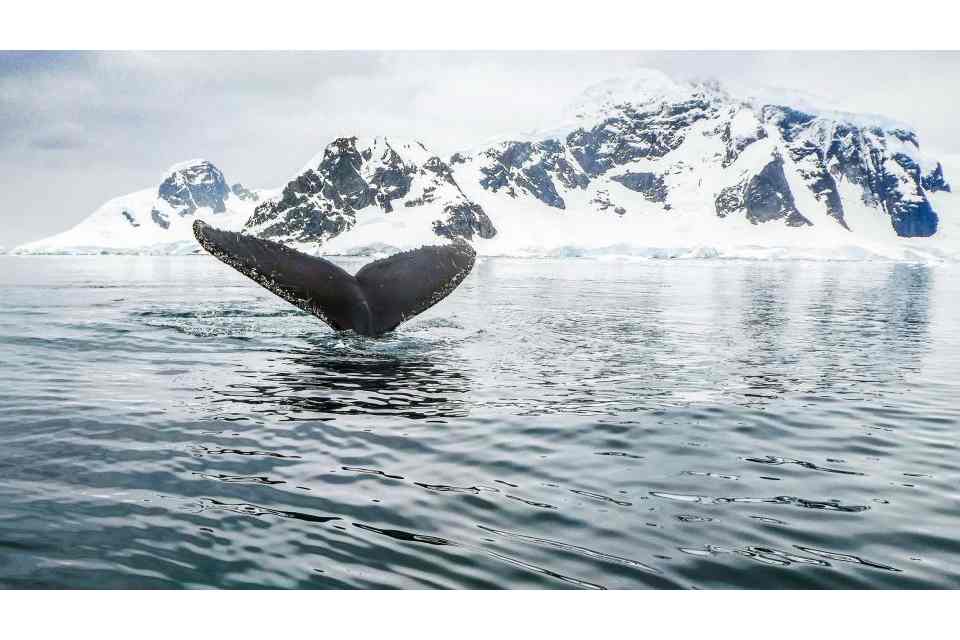 Tromso Whale Watching: Full-day Tromso Whale watching Cruise on a Hybrid Electric Boat