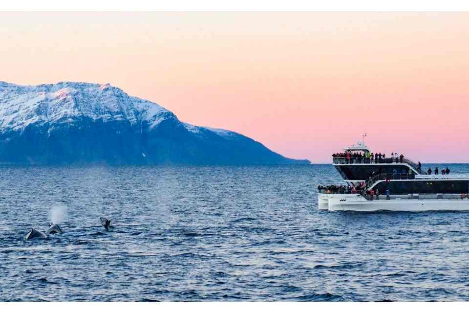 Tromso Whale Watching: Full-day Tromso Whale watching Cruise on a Hybrid Electric Boat