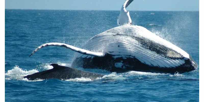 Punta Arenas Whale Watching: Full-day Whale Watching Tour from Punta Arenas