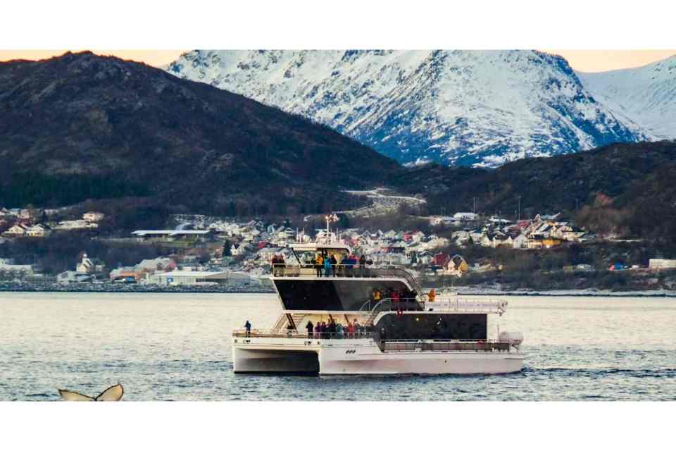 Tromso Whale Watching: Full-day Tromso Whale watching Cruise on a Hybrid Electric Boat