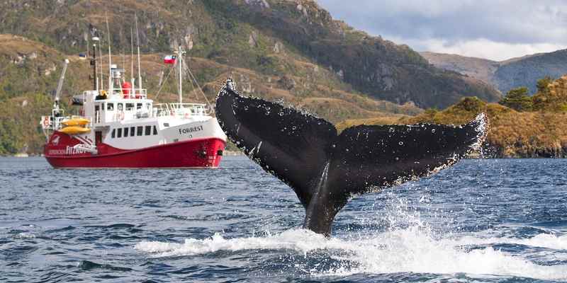 Punta Arenas Whale Watching: Full-day Whale Watching Tour from Punta Arenas