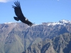 Inca Lagoon Tour: Full-day Portillo Mountain with Inca lagoon & wine tasting from Santiago