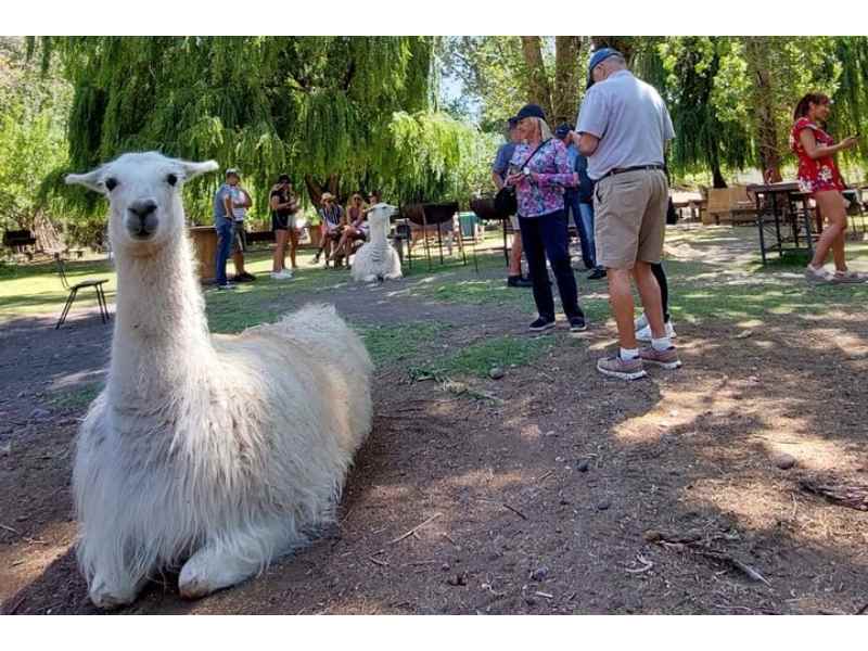 Inca Lagoon Tour: Full-day Portillo Mountain with Inca lagoon & wine tasting from Santiago