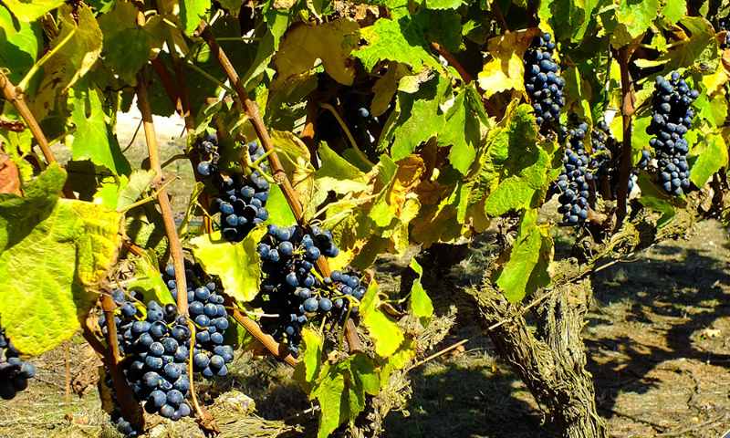 Chile Wine Tour: Full-day Casablanca Valley Wine Tasting Tour