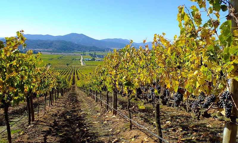 Chile Wine Tour: Full-day Casablanca Valley Wine Tasting Tour