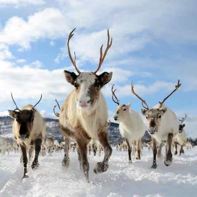 Tromso Reindeer: Half-day Reindeer and Snowshoeing Experience from Tromso