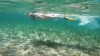 Athens Snorkeling: Half-day Snorkeling Boat Trip from Nea Makri in Athens