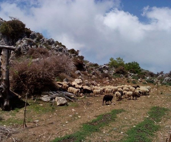 Corfu Safari: Corfu Shore Excursion to Mount Pantokrator