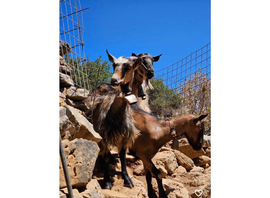 Kefalonia Jeep Safari: Kefalonia Ainos Premium 4x4 Van Experience