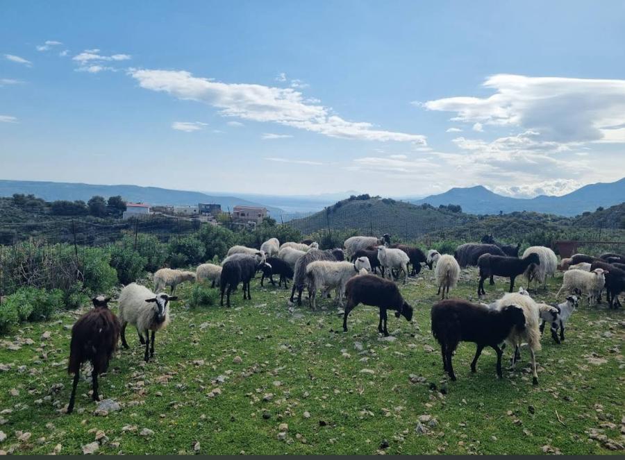 Kefalonia Jeep Tour: Kefalonia Premium 4x4 Sunset Experience (Scenic Views & Golden Hour)