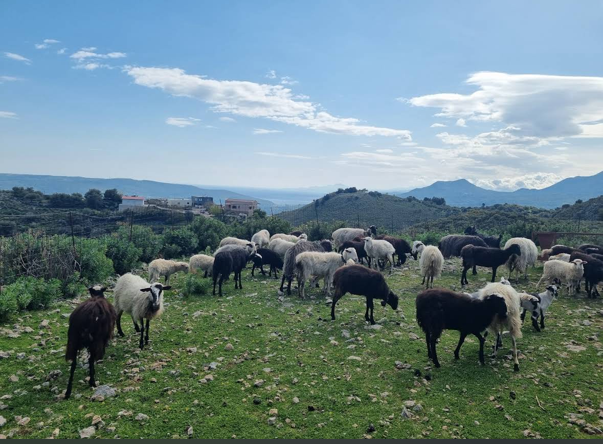 EFL01 Kefalonia Ainos Premium 4x4 Van Experience: Scenic Peaks & Forest Trails