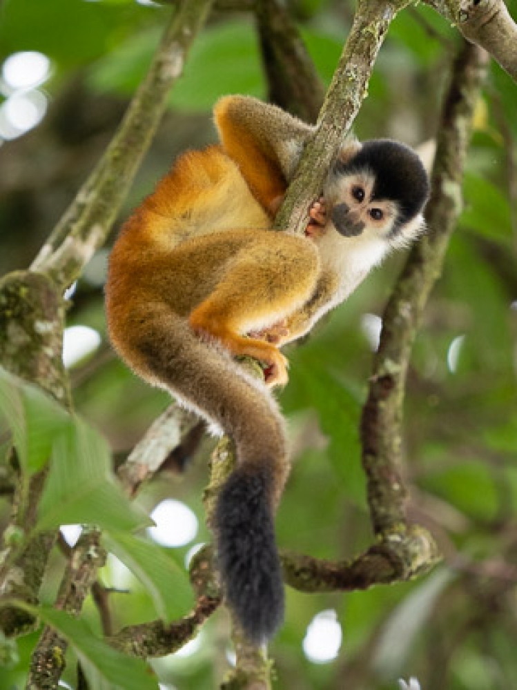 Costa Rica - Rain Forest Photo Immersion