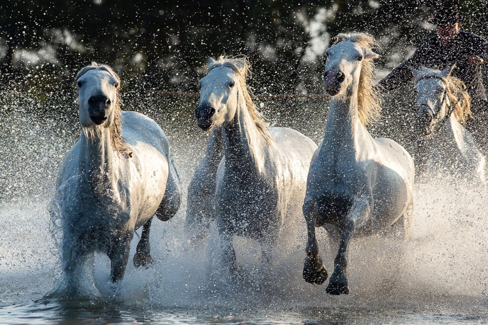 France - Wild horses of Camargue