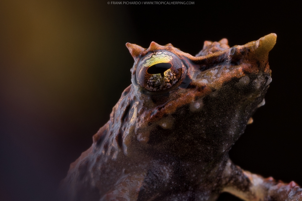 Reptiles and amphibians of Ecuador: Science, photography and ecotourism