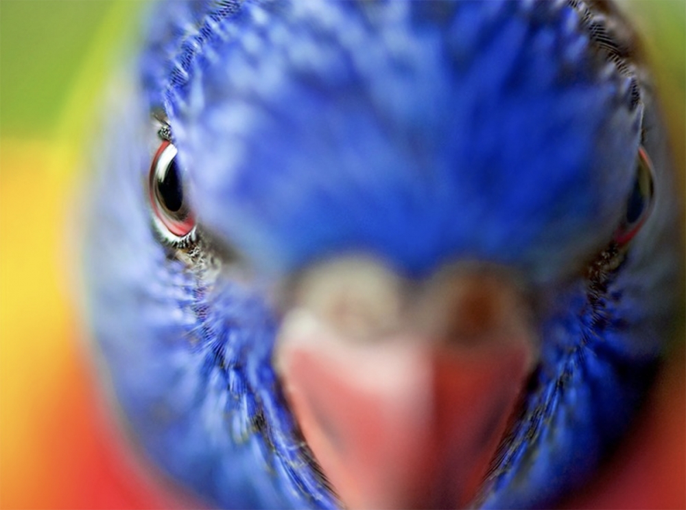 Australian Native Fauna Portraiture