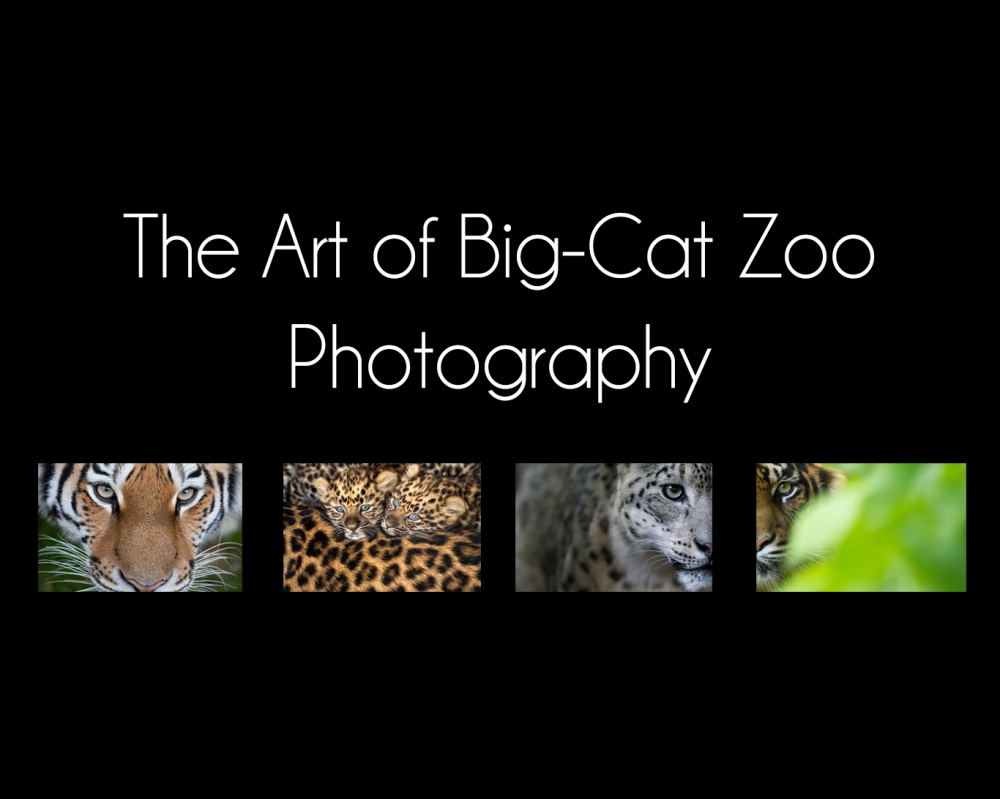 The Art of Big Cat Zoo Photography