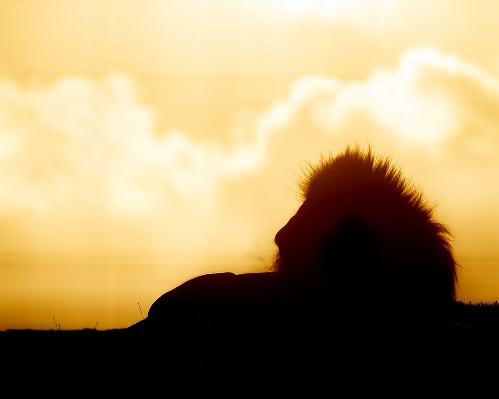 The Art of Big Cat Zoo Photography