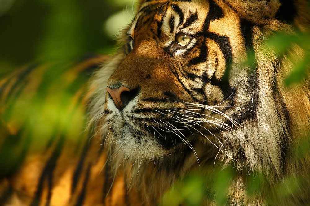 The Art of Big Cat Zoo Photography