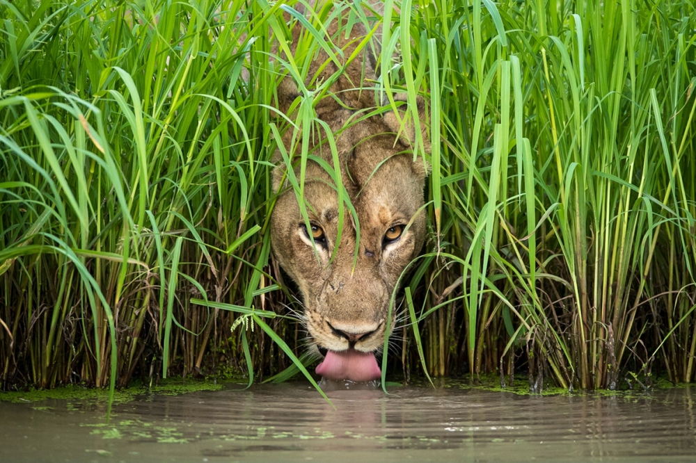 Zambia - South Luangwa Emerald Season Photo Safari