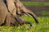 Zambia - South Luangwa Emerald Season Photo Safari