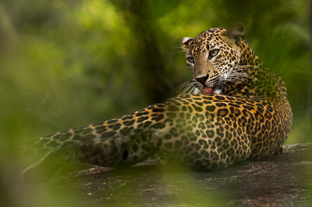 Sri Lanka - Leopard Quest