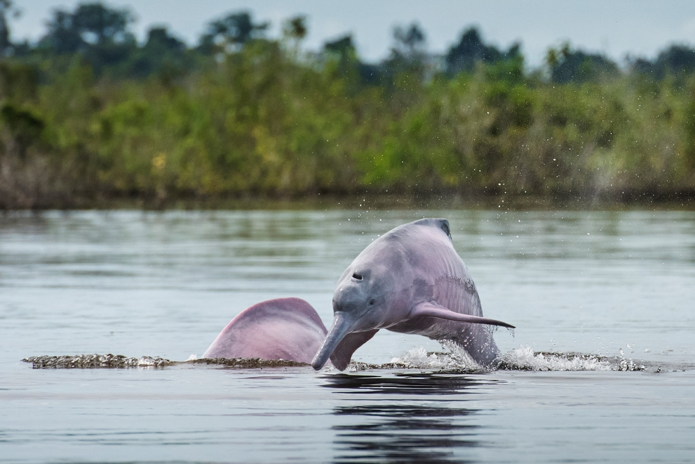 Before you Go -  Amazon River and Rainforest