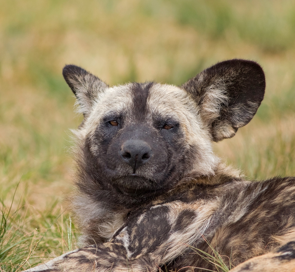 South Africa - Rhino & Lion Nature Reserve