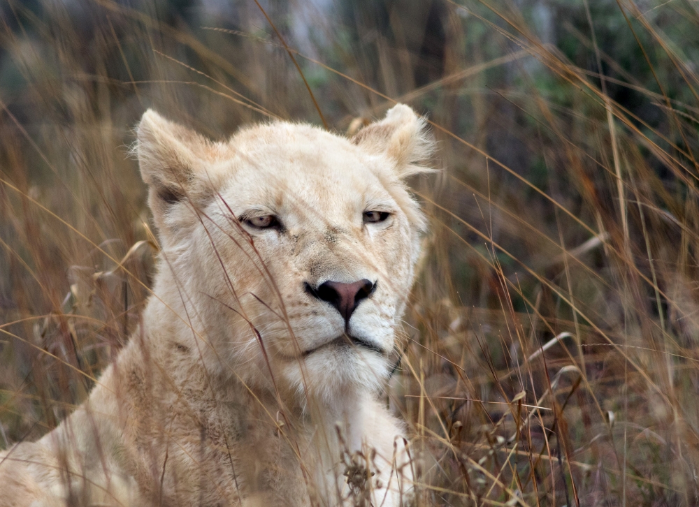 South Africa - Rhino & Lion Nature Reserve