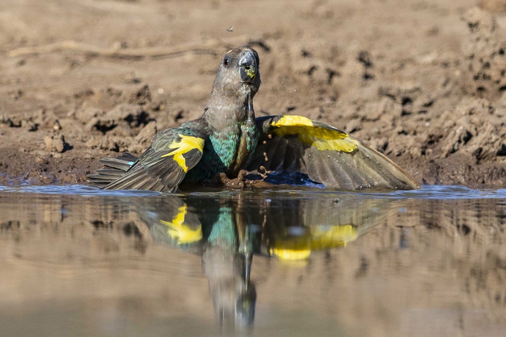 Botswana - wildlife hide remote shoot