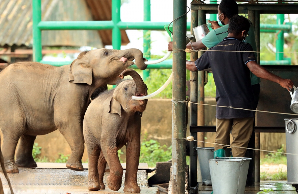 Sri Lanka - Elephant Transit Home 