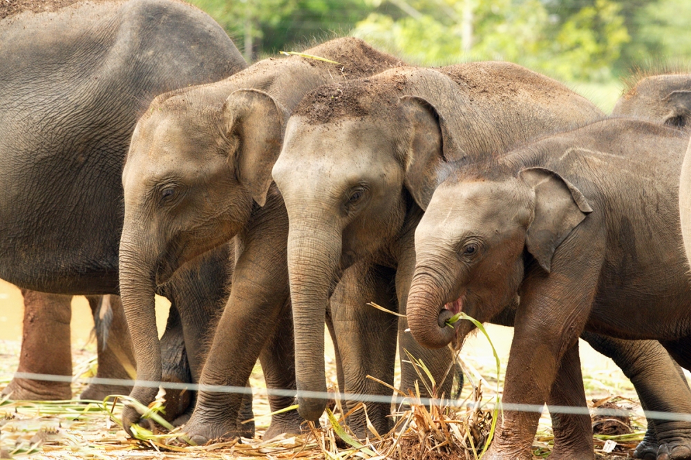 Sri Lanka - Elephant Transit Home 