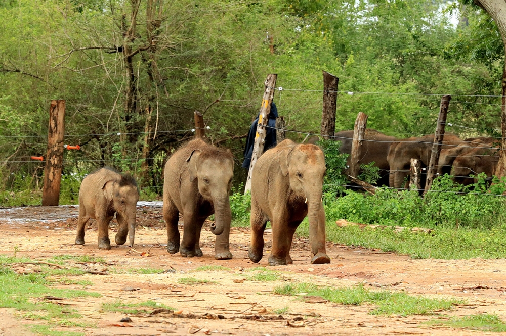 Sri Lanka - Elephant Transit Home 