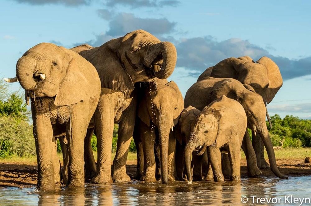 Botswana - wildlife hide remote shoot