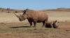 South Africa - Rhino & Lion Nature Reserve
