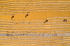 Bangladesh: Rice drying fields Virtual Drone Photo Tour 