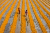 Bangladesh: Rice drying fields Virtual Drone Photo Tour 