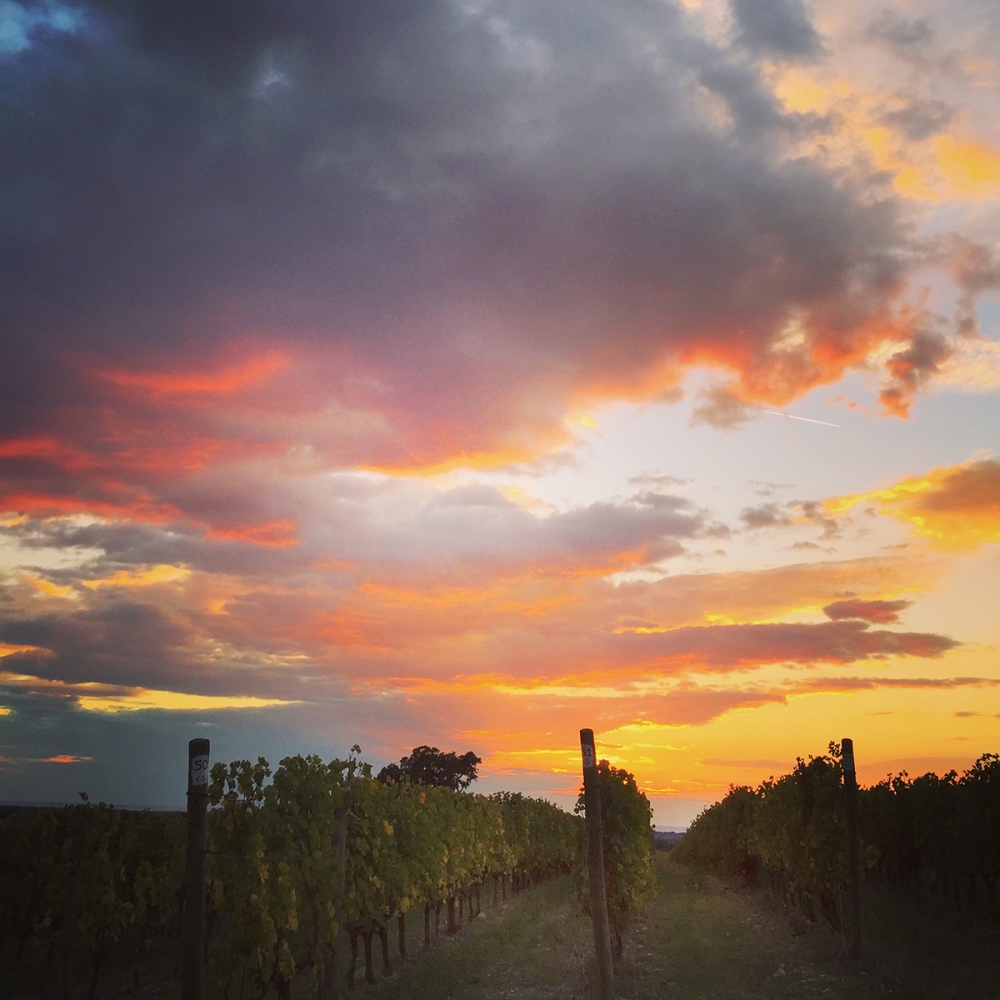 Bolgheri vineyards photo experience