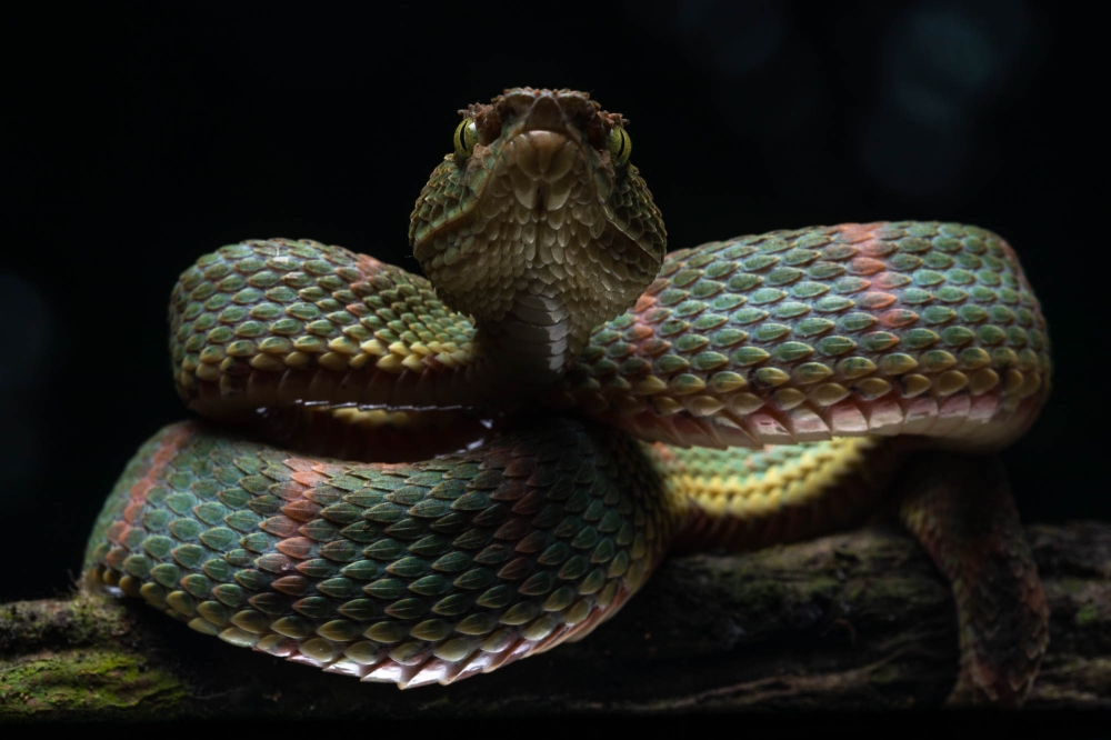 Reptiles of Ecuador and the enchanting islands of the Galapagos 