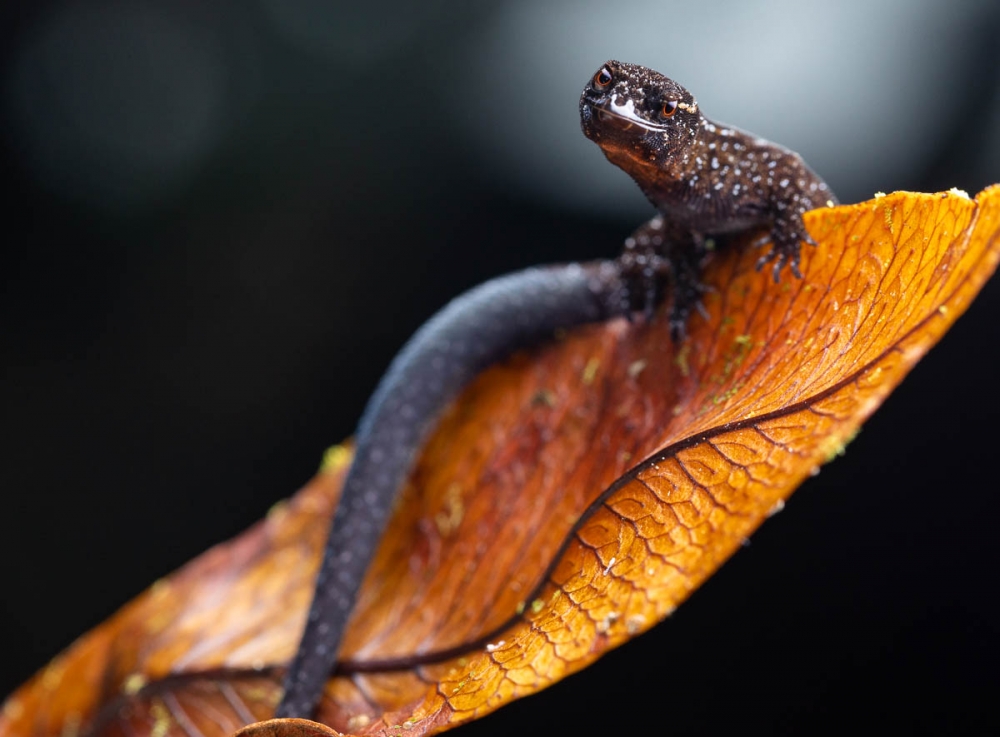 Reptiles of Ecuador and the enchanting islands of the Galapagos 