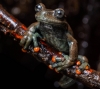 Reptiles of Ecuador and the enchanting islands of the Galapagos 